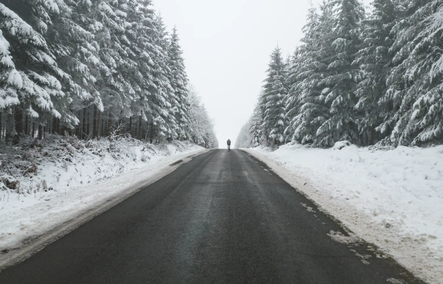A single rider on a cleared road between snow-laden pine forest
